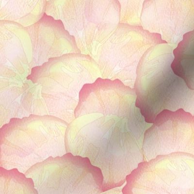 rose petals peach