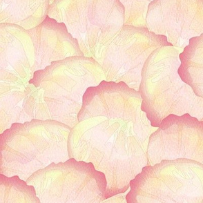 rose petals peach