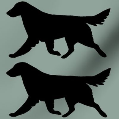 Flat Coated Retriever Gaiting-Teal-ch-ch