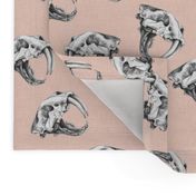 Scattered Sabre Tooth Tiger Skulls on Pink Linen