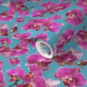 Lizzie’s Orchid - Teal Blue, medium