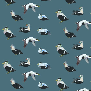 Eider Ducks (Grey blue) 