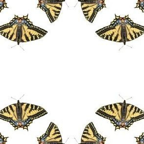 Swallowtail Butterflies 4