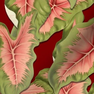 CALADIUM LEAVES (MAROON)